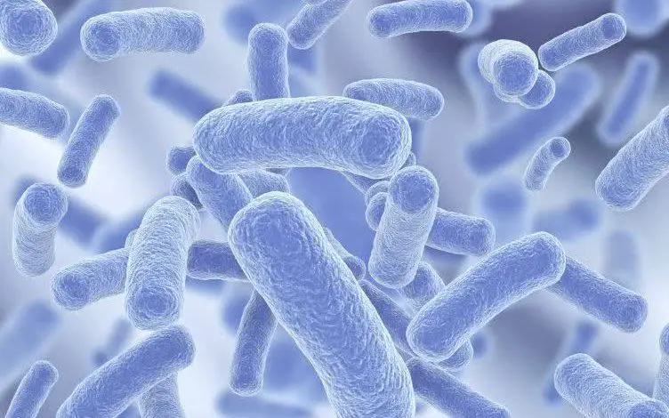 البكتيريا النافعة البروبيوتيك