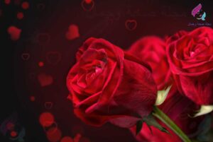 وردة حمراء طبيعية رومانسية