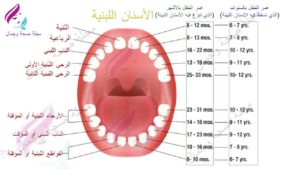 الأسنان اللبنية متى تسقط مجلة صحة و جمال
