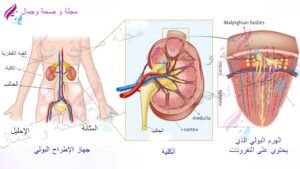 _تشريح جهاز الإطراح البولي- الكليتين - الحالب - المثانة - الإحليل